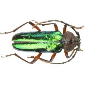 CRIOPROSOPUS BASILEUS